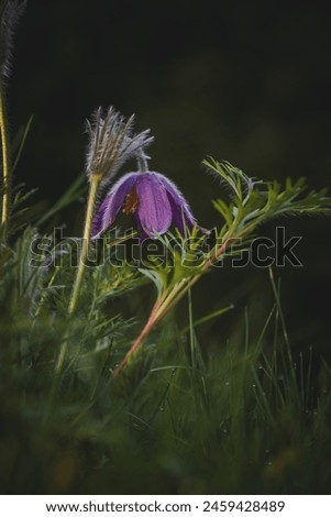 a pasqueflower, pulsatilla vulgaris, in the first warm sunlight at a spring morning Royalty-Free Stock Photo #2459428489