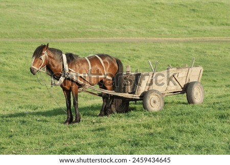 This photograph paints a serene picture of rural life with a horse and cart standing in a vast field. The scene harks back to traditional methods of transportation and agriculture.