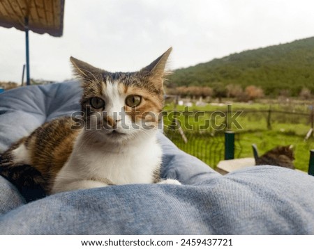 Cat lying, sleeping, relaxing, resting, looking on the pillow, bed, or sofa, in the background the sunset. Pet, cat portrait in outside nature on the terrace. Pets friendly and care concept.