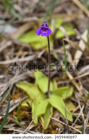 Closeup picture of the purple and white flower of the common butterwort, Pinguicula vulgaris, a carnivorous plant in the bladderwort family, photographed in its natural biotope.