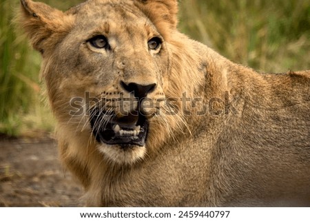 The Lion of Kruger National Park