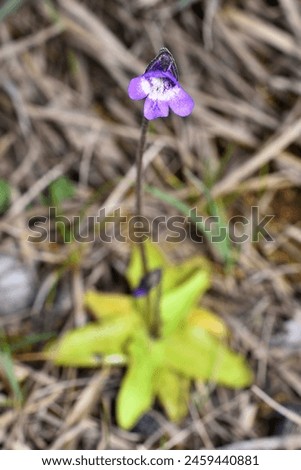 Closeup picture of the purple and white flower of the common butterwort, Pinguicula vulgaris, a carnivorous plant in the bladderwort family, photographed in its natural biotope.