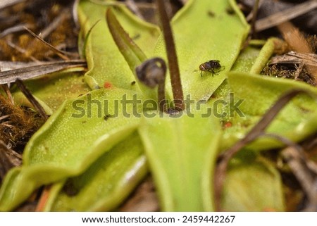 Closeup picture of the green, sticky leaves of the common butterwort, Pinguicula vulgaris, a carnivorous plant in the bladderwort family, photographed in its natural biotope and with a trapped fly.