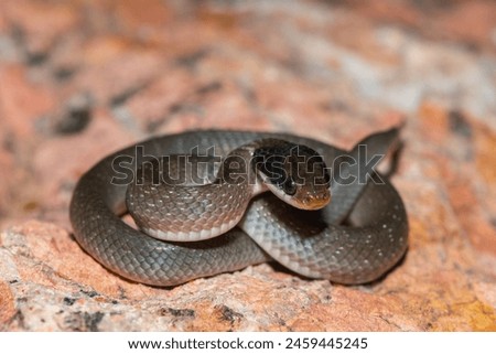 A beautiful red-lipped herald snake (Crotaphopeltis hotamboeia), also called a herald snake, displaying its signature defensiveness  Royalty-Free Stock Photo #2459445245