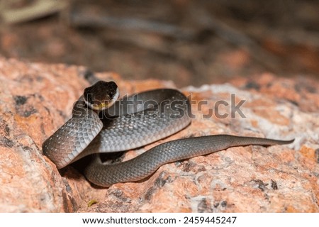 A beautiful red-lipped herald snake (Crotaphopeltis hotamboeia), also called a herald snake, displaying its signature defensiveness  Royalty-Free Stock Photo #2459445247