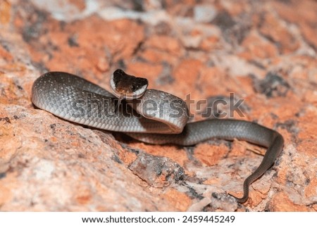 A beautiful red-lipped herald snake (Crotaphopeltis hotamboeia), also called a herald snake, displaying its signature defensiveness  Royalty-Free Stock Photo #2459445249