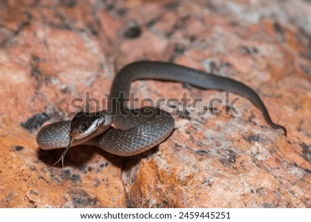 A beautiful red-lipped herald snake (Crotaphopeltis hotamboeia), also called a herald snake, displaying its signature defensiveness  Royalty-Free Stock Photo #2459445251