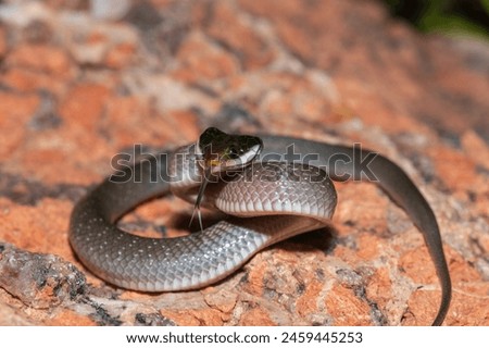 A beautiful red-lipped herald snake (Crotaphopeltis hotamboeia), also called a herald snake, displaying its signature defensiveness  Royalty-Free Stock Photo #2459445253