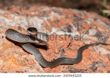 A beautiful red-lipped herald snake (Crotaphopeltis hotamboeia), also called a herald snake, displaying its signature defensiveness  Royalty-Free Stock Photo #2459445255