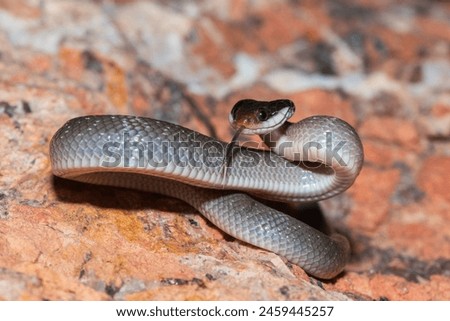 A beautiful red-lipped herald snake (Crotaphopeltis hotamboeia), also called a herald snake, displaying its signature defensiveness  Royalty-Free Stock Photo #2459445257