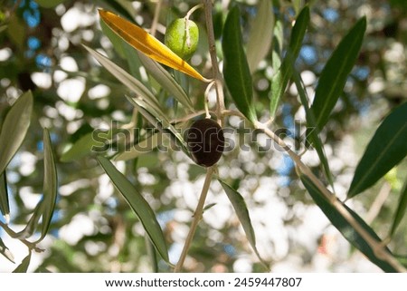 Ripening olives on a branch of an olive tree for publication, design, poster, calendar, post, screensaver, wallpaper, cover, website. High quality photography