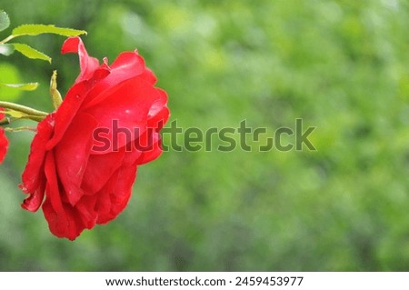 red rose with green background 