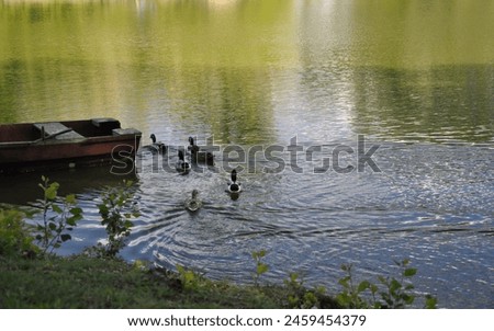 ducks are swiming in the lake - idilic picture