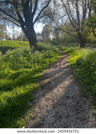 Picture of nature, path with a lot of trees and grass