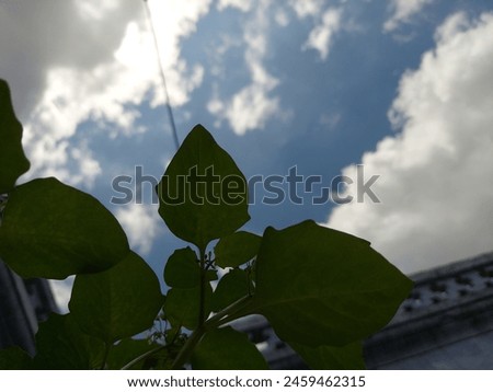 "Vibrant green leaves stretch toward the expanse of the sky, their intricate veins juxtaposed against the azure backdrop, creating a captivating contrast of nature's beauty." Royalty-Free Stock Photo #2459462315
