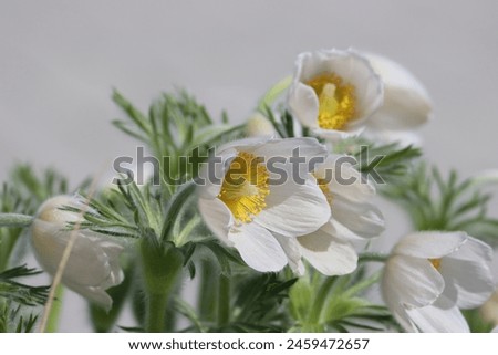  Sweden. Pulsatilla vulgaris, the pasqueflower, is a species of flowering plant belonging to the buttercup family (Ranunculaceae), found locally on calcareous grassland in Europe. Royalty-Free Stock Photo #2459472657