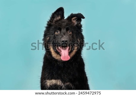 Portrait of a cute Bohemian shepherd dog.isolated on a studio background.
