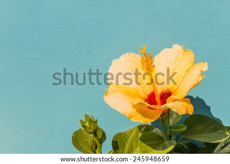 Closeup of Yellow Hibiscus on green background