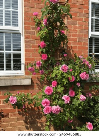 Roses , flowers ,  picture , garden, bloom