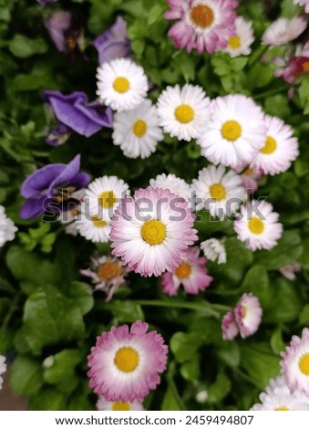 Bellis perennis the daisy, is a European species of the family Asteraceae, often considered the archetypal species of the name daisy. Royalty-Free Stock Photo #2459494807