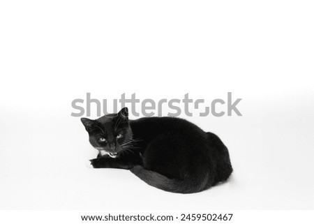 Angry black and white tuxedo cat isolated on white studio background. Talking feline showing teeth and looking at the viewer. White background has free space for design, logo or text