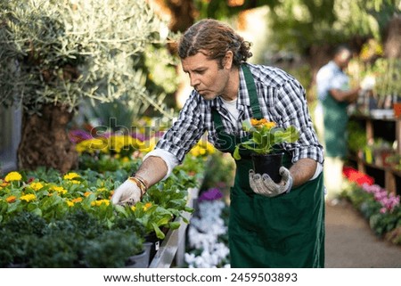 Focused adult floriculturist engaged in cultivation of potted ornamental plants in greenhouse, checking flowering calendula seedlings Royalty-Free Stock Photo #2459503893