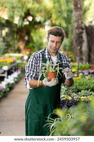 Experienced floriculturist engaged in cultivation of potted plants in greenhouse, checking Chlorophytum comosum with decorative greenish-white striped leaves .. Royalty-Free Stock Photo #2459503957