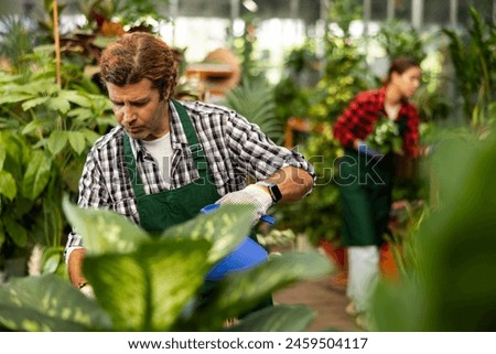Focused experienced adult floriculturist watering potted ornamental houseplants while working in garden center.. Royalty-Free Stock Photo #2459504117