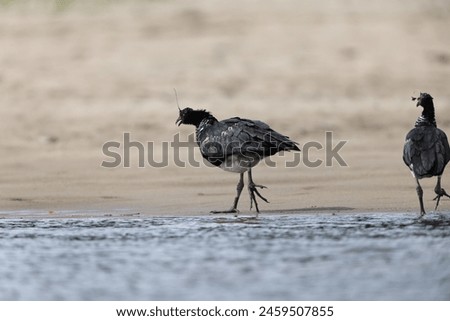 The horned screamer (Anhima cornuta) is a member of a small family of birds, the Anhimidae, which occurs in wetlands of tropical South America.  This photo was taken in Colombia.
