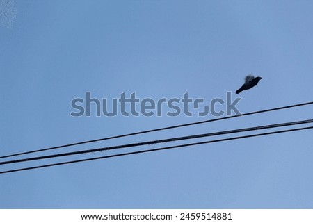 Bird on wire with blue sky. Bird on power lines. 