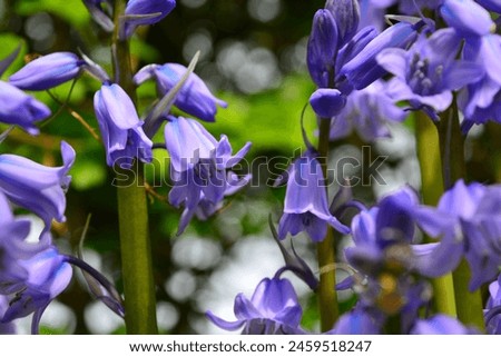 Close up picture of bluebells during spring