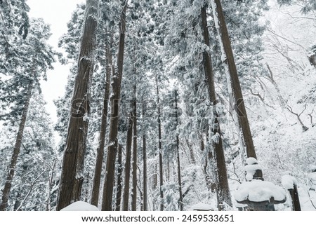 Pine trees covered with snow in winter season. Beautiful winter background and wallpaper