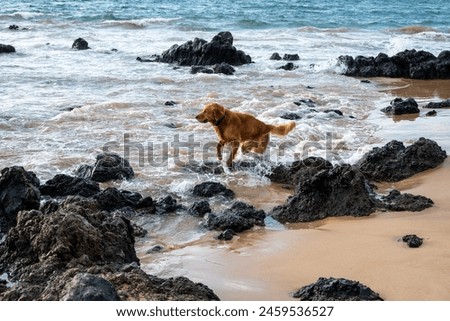 Golden retrieve dog walking in surf and exploring on sandy and lava rock beach at sunset, Maui, Hawaii
