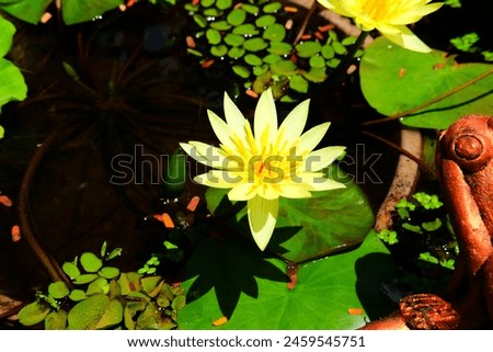 lotus flower blooming in a ceramic pot