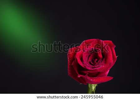 The studio photo of a red rose on a black background.