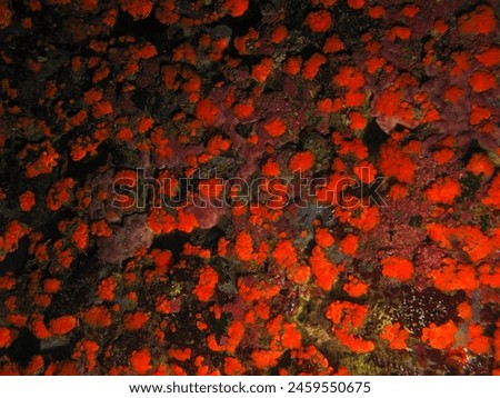 Underwater wall with red marine life. Scuba diving in the deep ocean, underwater wildlife photography with strobe. Life on the wall in the sea. Ecosystem in the depth, travel picture.