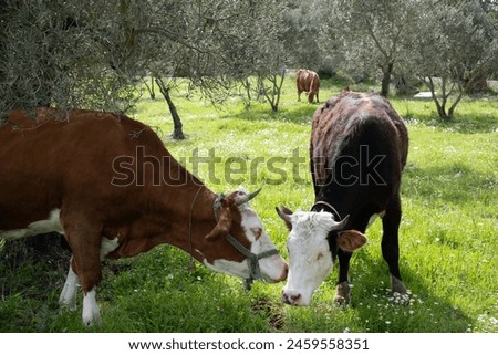 cows graze on a green field in sunny weather