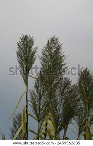 Giant cane or Elephant grass, or Spanish cane or wild cane (Arundo donax) flower heads