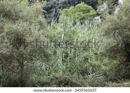 Giant cane or Elephant grass, or Spanish cane Wild cane (Arundo donax) growing in the canyon