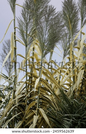 Giant cane or Elephant grass, or Spanish cane or wild cane (Arundo donax) flower heads