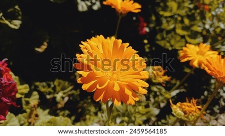 Pot Merigold or Calendula Spring Garden Flower
