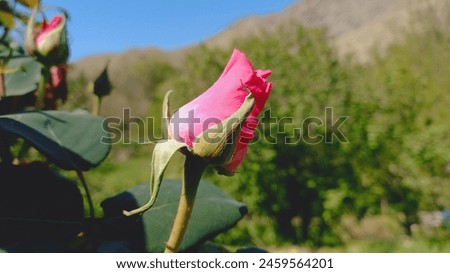 A Pinky Bud of Rose
