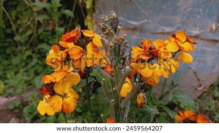 Erysimum Cheiri, Nasturtium or Cheiranthus Orange Color
