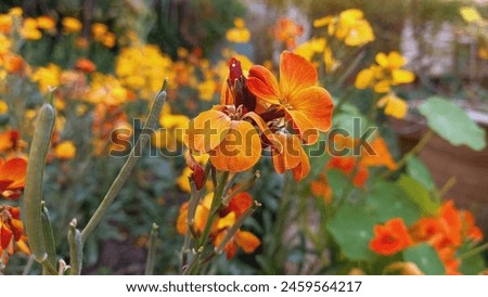 Erysimum Cheiri, Nasturtium or Cheiranthus Spring Beauty
