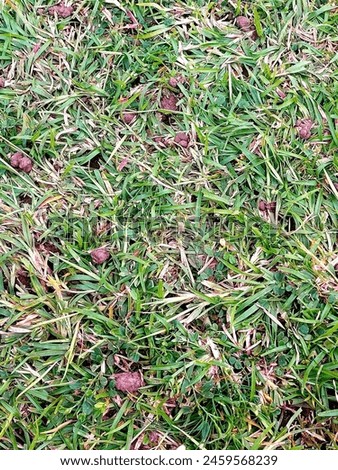 close up detail of green grass. grass background