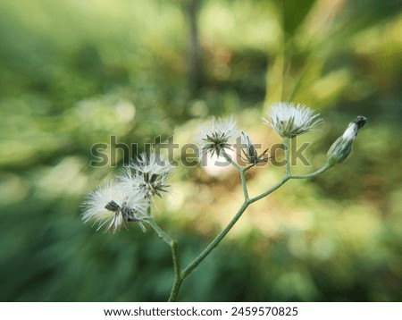 Creative layout of green leaves and white flower, flat lay, nature and macro concept