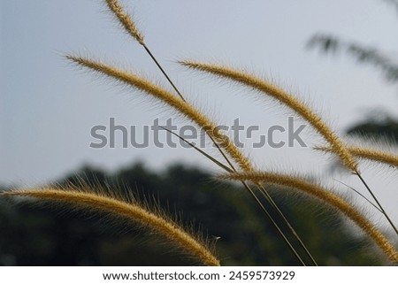 Pennisetum polystachion is native to India and tropical Africa and naturalized in tropical Asia, Southern USA, Australia, Micronesia, Melanesia, Polynesia and Hawaii