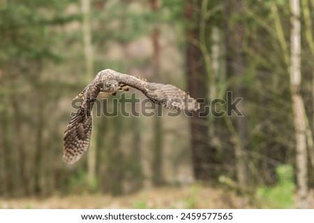 The hawk (Accipiter gentilis) is a medium-sized predator species in the family Accipitridae.