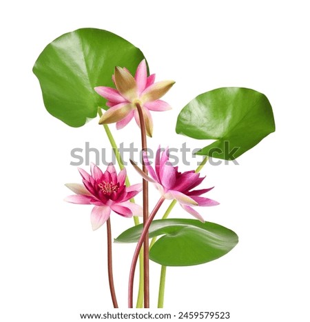 Pink lotus flowers with long stems isolated on white