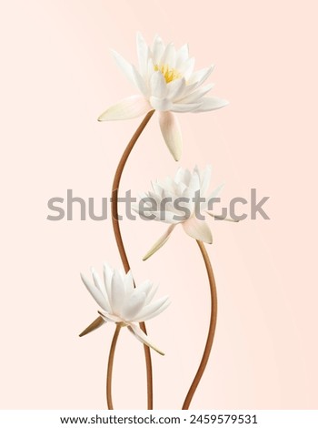 Beautiful lotus flowers with long stems on beige background